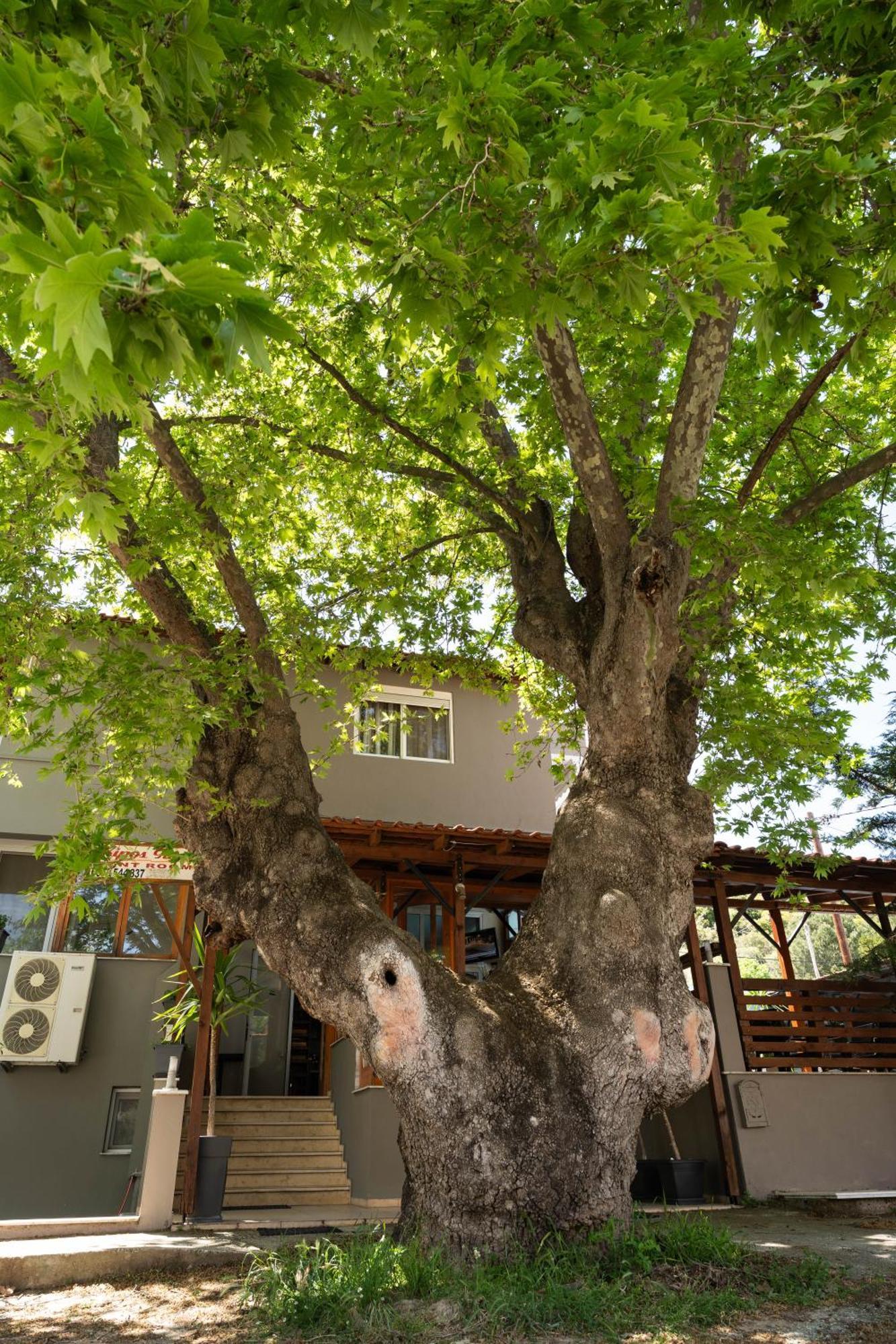 Kipos Resort Néa Péramos Kültér fotó